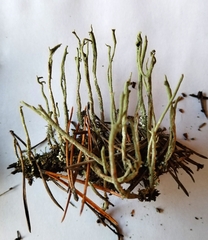 Cladonia subulata
