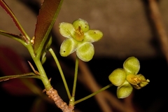 Ochna puberula