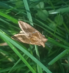 Chrysodeixis chalcites