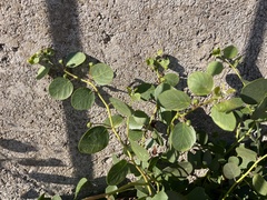 Capparis