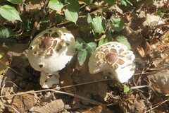 Chlorophyllum rhacodes