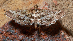 Diasemiopsis ramburialis