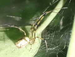 Tylorida