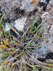 Cassiope lycopodioides