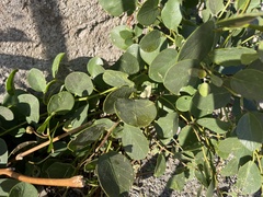 Capparis
