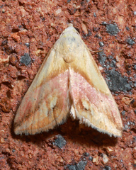 Eublemma cochylioides