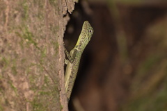 Draco indochinensis