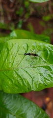 Rainieria