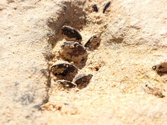 Brachidontes