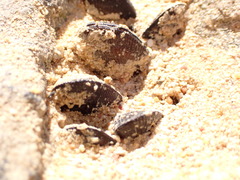 Brachidontes