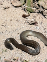 Lycodonomorphus inornatus