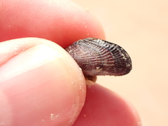Brachidontes