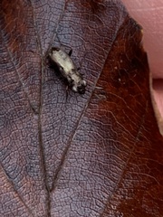 Notiophilus biguttatus