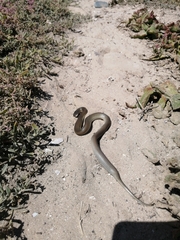 Lycodonomorphus inornatus