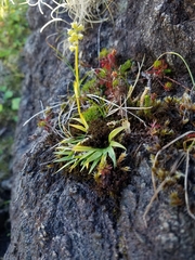 Tofieldia coccinea