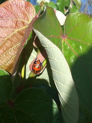 Tectocoris diophthalmus