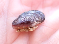 Brachidontes