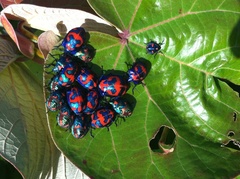 Tectocoris diophthalmus