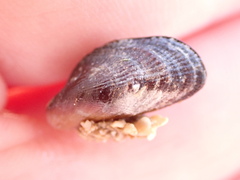 Brachidontes