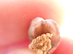Brachidontes