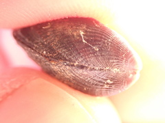 Brachidontes