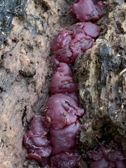 Ascocoryne sarcoides