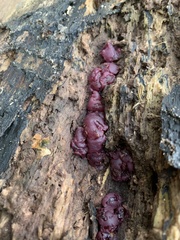 Ascocoryne sarcoides