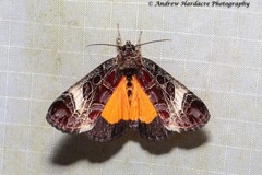 Sarbanissa transiens