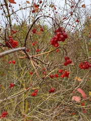 Viburnum opulus