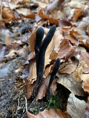 Xylaria longipes