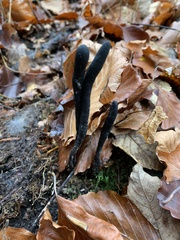 Xylaria longipes