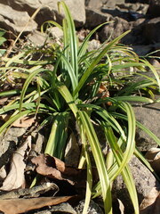 Liriope muscari