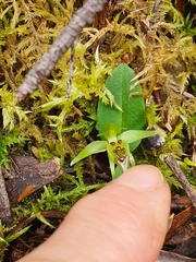 Chiloglottis cornuta