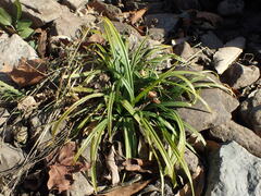 Liriope muscari