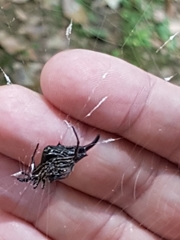 Gasteracantha diardi