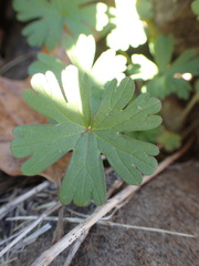 Geranium carolinianum