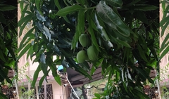 Mangifera indica