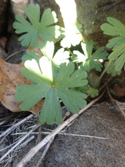 Geranium carolinianum