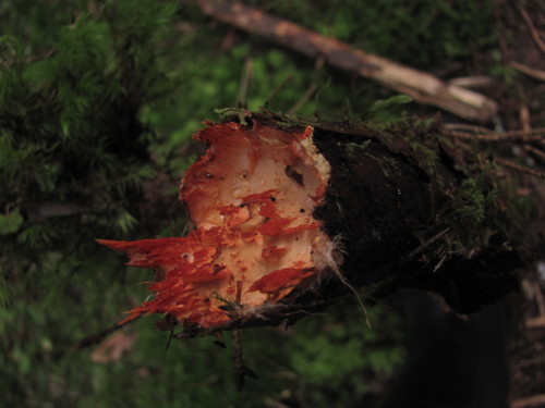 Phanerochaete sanguinea image