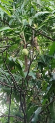 Mangifera indica