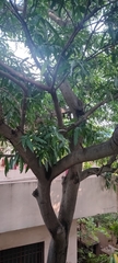 Mangifera indica