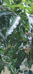 Mangifera indica