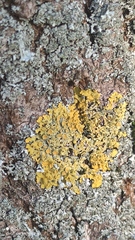 Xanthoria parietina