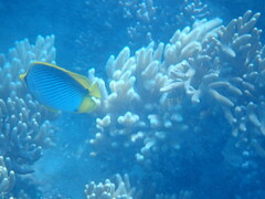 Chaetodon melannotus