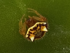 Poecilopachys australasia