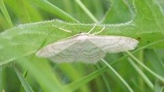 Scopula floslactata