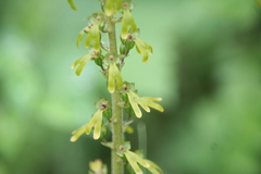 Neottia ovata