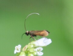 Cauchas rufimitrella