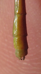 Ceriagrion suave