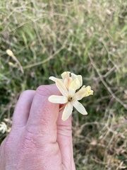 Ixia paniculata